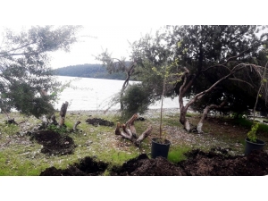 Akbük’te Fidanlar Toprakla Buluştu