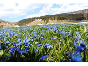 Mor Yayla’nın Mavi Yıldız Çiçekleri Kendini Göstermeye Başladı