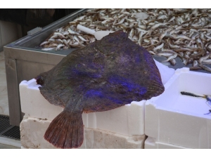 Kalkan Balığının Fiyatı Dudak Uçuklatıyor