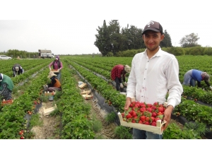 Mersin’de Açıkta Çilek Hasadı Başladı, Rusya Talebi Arttırdı