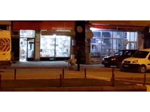 Sokak Köpeklerini Besliyor