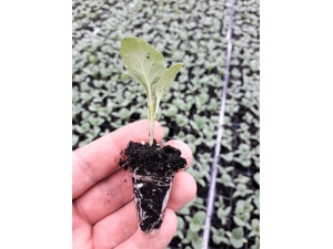 Üniversiteden Kilis Tarımına Destek