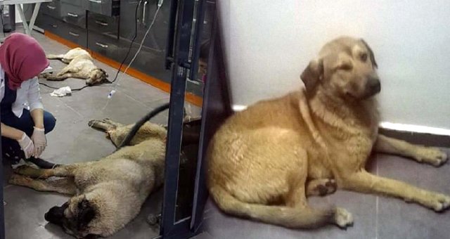 Özel Ekip Çalışma Başlattı! Ankara'daki Köpek Katliamında Yeni Gözaltılar