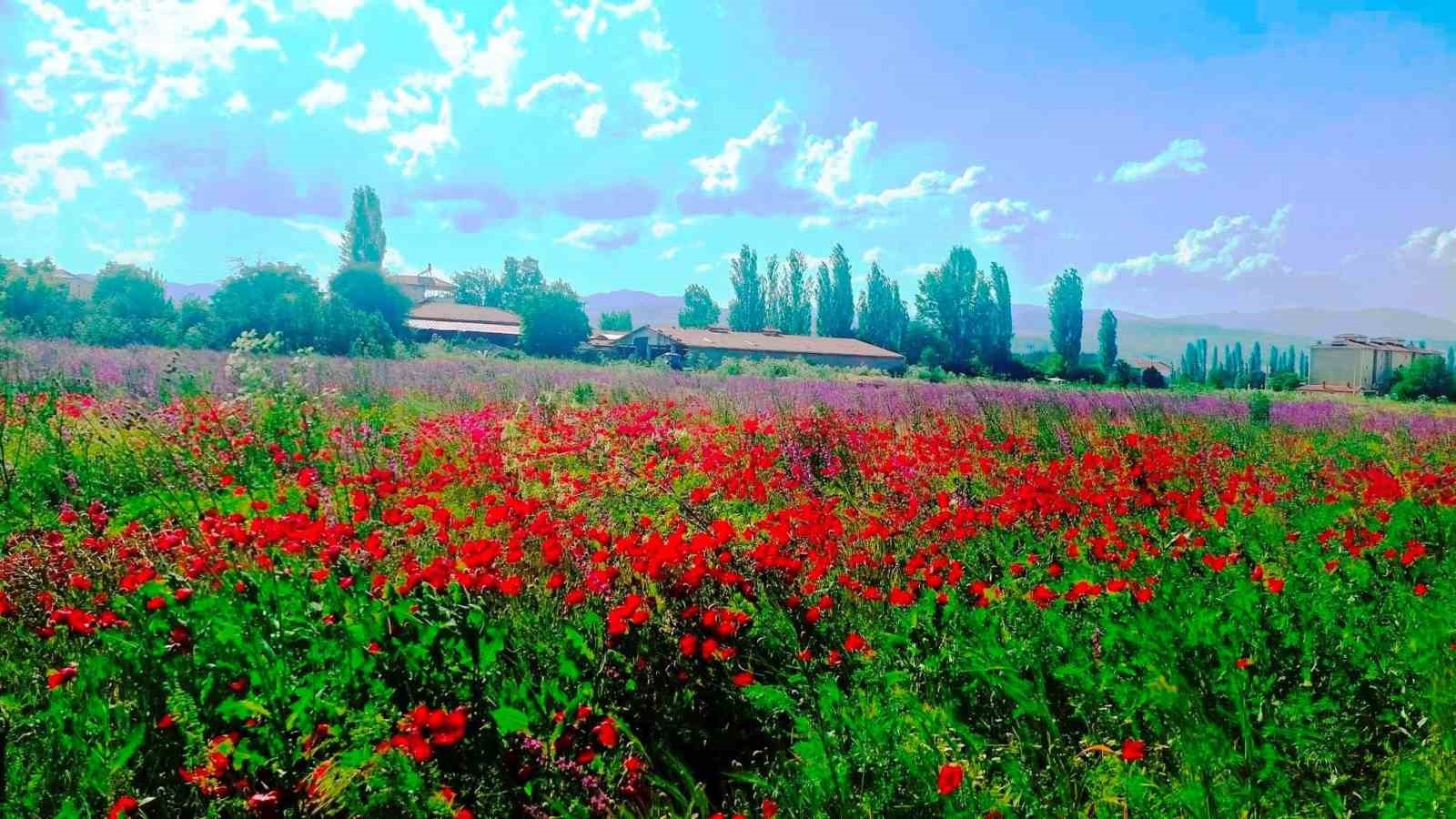 hisarcik-ta-hazeran-otu-ve-gelinciklerin-olusturdugu-renk-cumbusu-buyuluyor