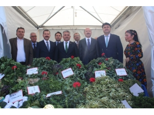 Ayvalık’ta 2. Doğa Festivali Başladı