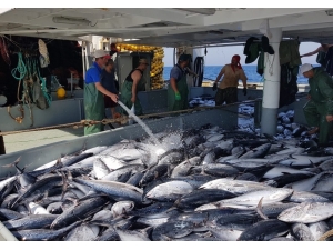 Ordulu Balıkçılar: “15 Nisan’dan Sonra Tezgahlardaki Bolluk Devam Edecek”