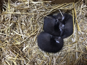 Osmaniye’de Bulunan Yavru Sansarlar Kuvöze Alındı