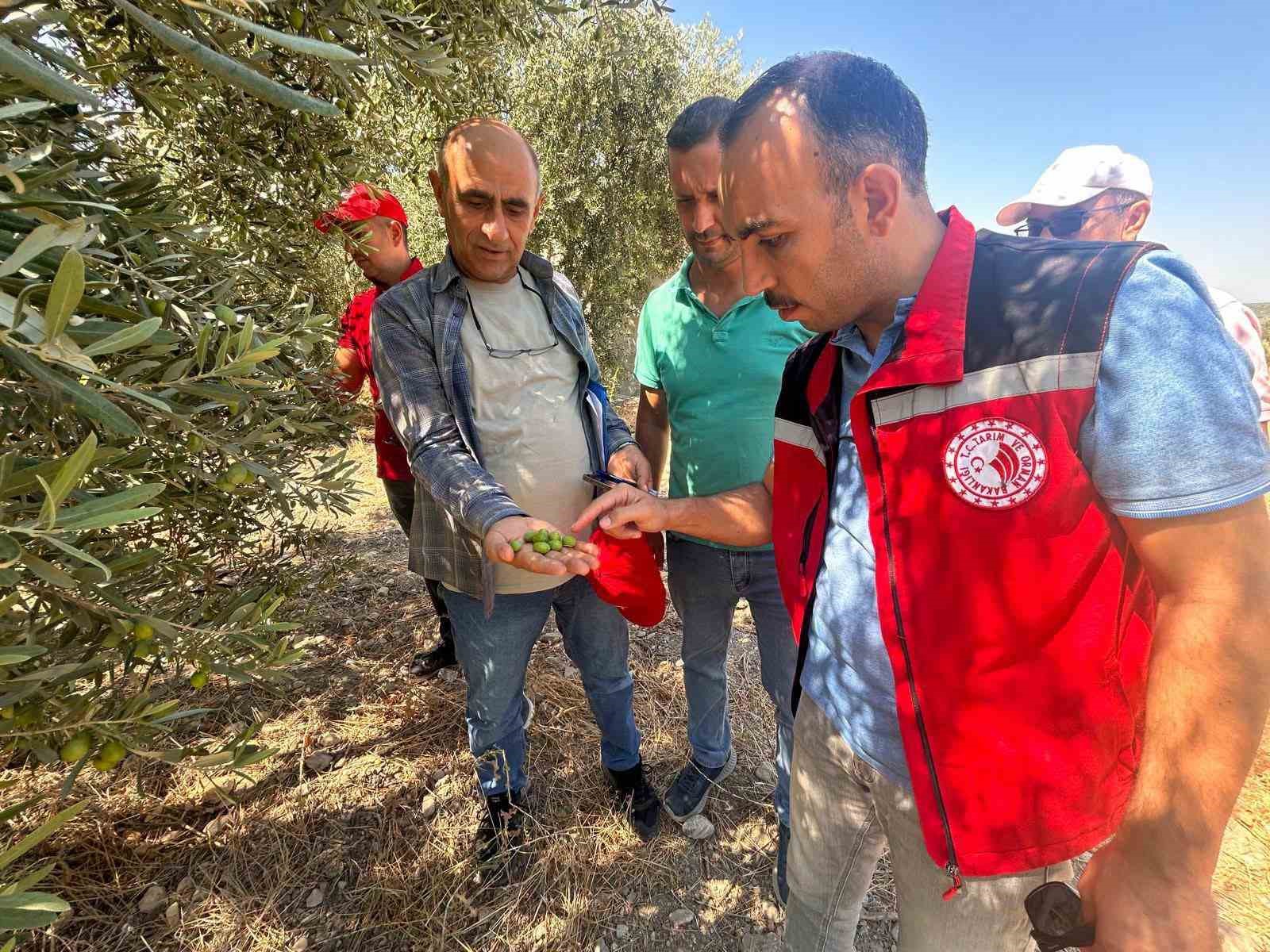 manisa-da-2026-zeytin-ve-zeytinyagi-rekoltesi-sahada-belirlenecek