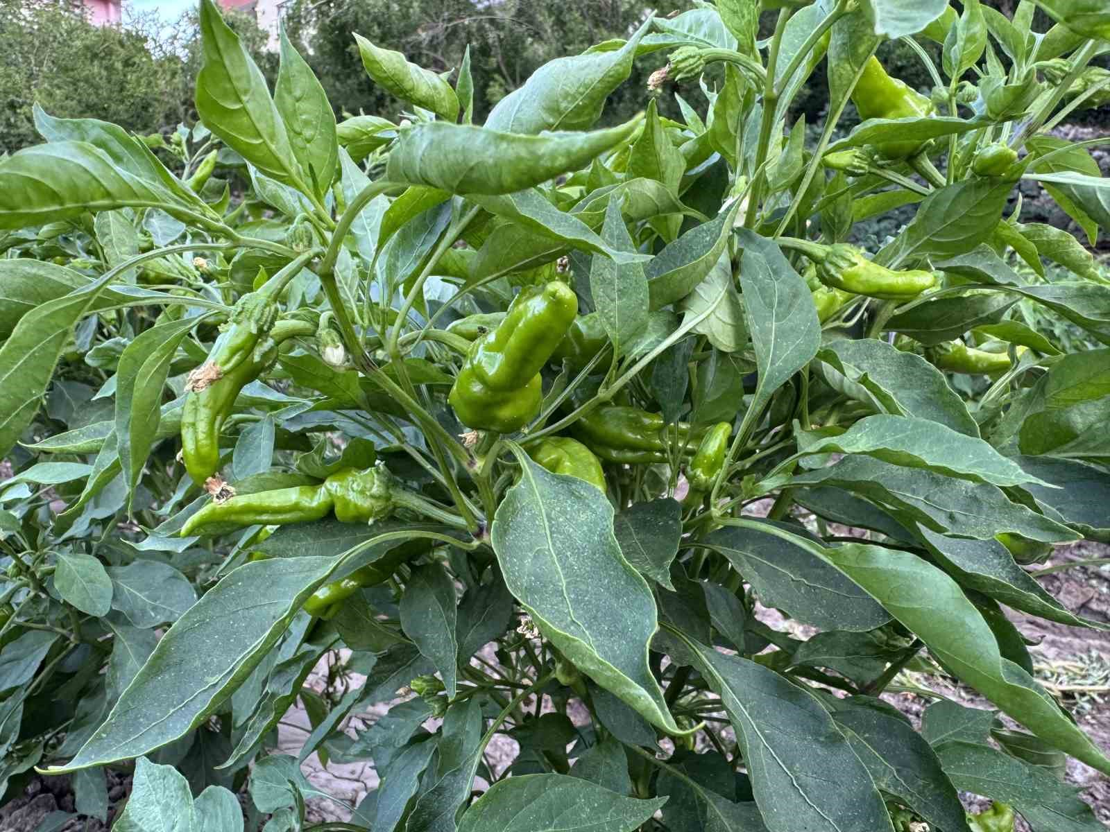 cografi-tescilli-cermik-biberinin-hasadi-suruyor
