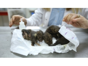 Sırtlan Zannedilen Yavruların Sansar Olduğu Anlaşıldı