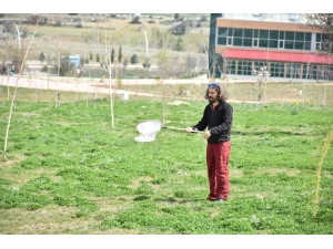 Makü Kelebek Göçüne Ev Sahipliği Yapıyor