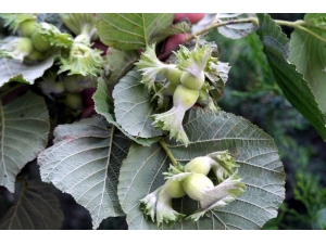 Samsun Meyve Üretiminde İlk Sıralarda Yer Alıyor