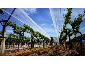 Sarıgöl’de Üzüm Bağları Doluya Karşı Örtülüyor