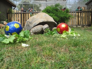 99 Yaşına Giren Kaplumbağa Tuki’nin Derbi Tahmini Galatasaray