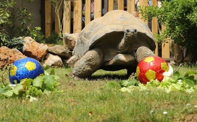 Kaplumbağa Tuki'nin Derbi Tahmini