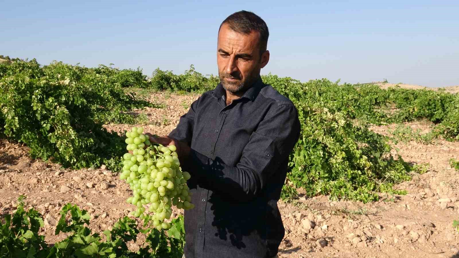 anadolu-nun-unutulan-lezzeti-tahannebi-uzumu-malatya-da-yeniden-ekonomiye-kazandiriliyor