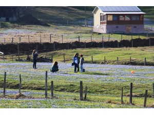 Mavi Yıldız Çiçekleri’nin Açtığını Duyanlar O Yaylaya Akın Etti