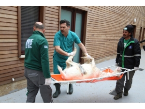 Tümör Ameliyatı Olan Alageyik Sağlığına Kavuştu