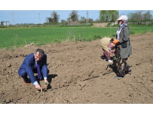 Bafra Ovası’nda Örtü Altı Karpuz Ve Kavun Ekimleri Başladı