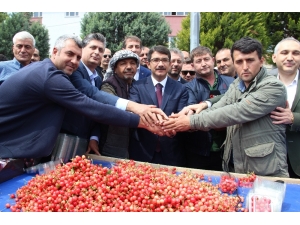 İlk Kiraz 250 Liradan Satıldı