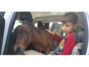 Taksicinin Duyarlılığı Yılkı Tayının Hayatını Kurtardı