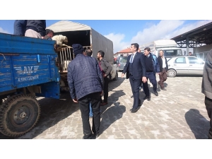 Aslanapa’nın En Önemli Gelir Kaynağı Hayvancılık