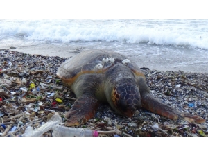 Dev Caretta Caretta Ölüsü Sahile Vurdu