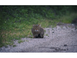 Yaban Kedisi Bursa’da Görüntülendi