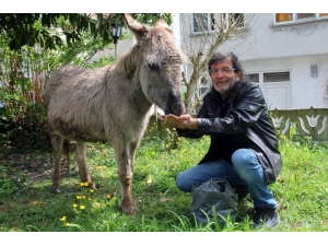 Sahipsiz Eşeğe Belediye Sahip Çıktı