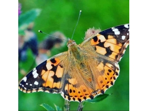 ‘Vanessa’ Kelebeği Zararsız