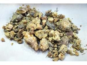 Çam Sakızı Şifa Dağıtıyor