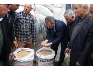 Tosya’da Çiftçilere 24 Ton Çeltik Tohumu Dağıtıldı