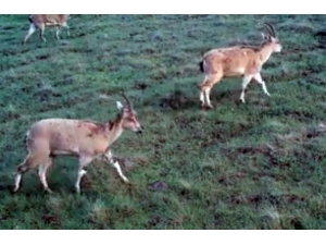 Elazığ’da "Fotokapanla" Dağ Keçileri Görüntülendi