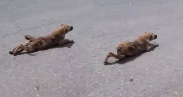 Şanlıurfa'da Yavru Köpek, Sakat Taklidi Yaparak Dilendi