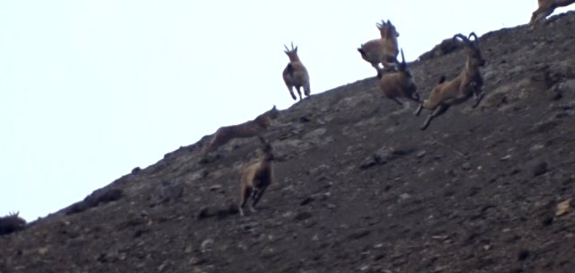 Afrika Değil Erzincan! Vaşakın Dağ Keçisi Sürüsüne Saldırısı Anbean Kamerada