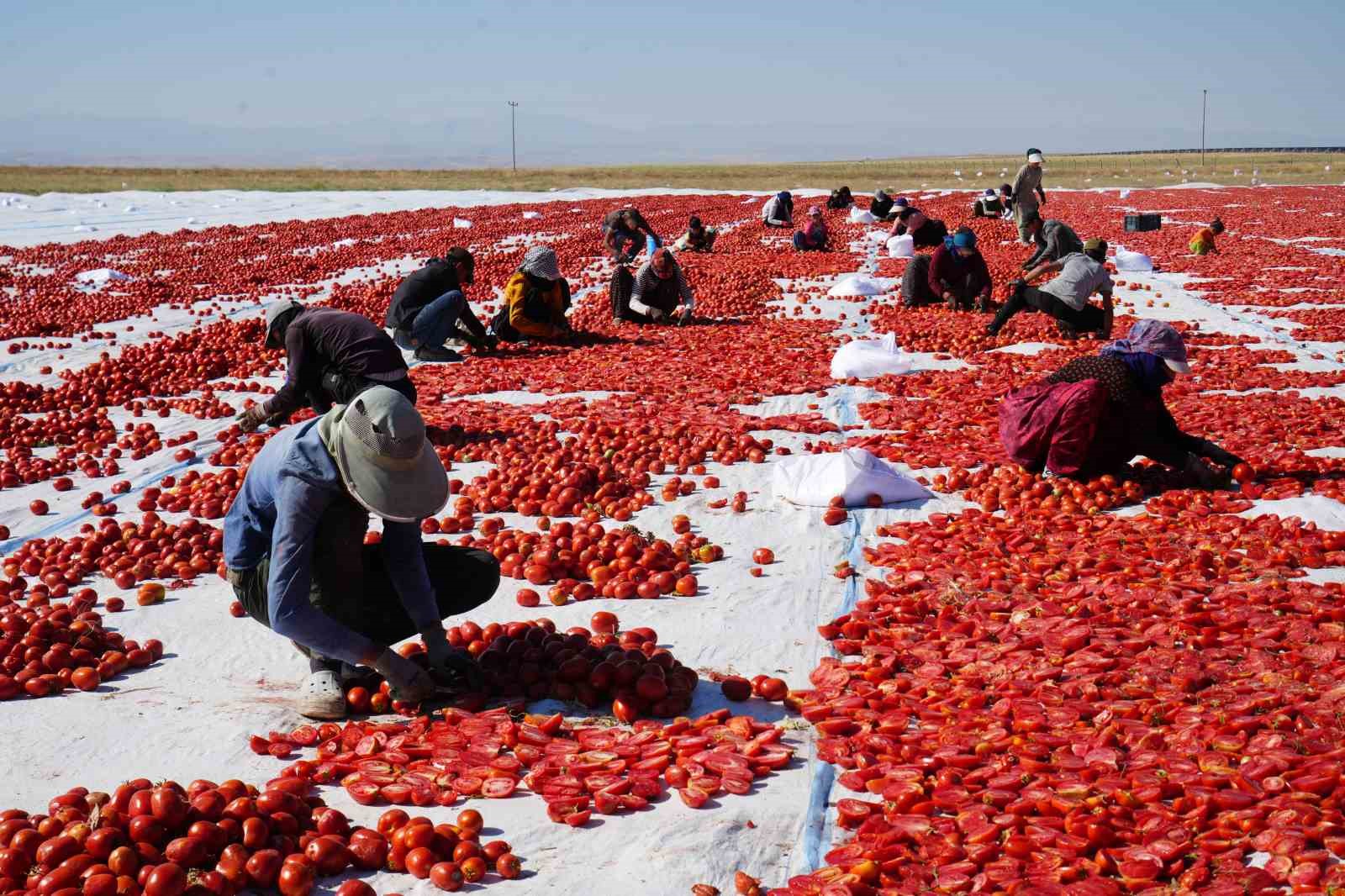 gunes-ve-poyrazla-kurutulan-nigde-domatesi-dunya-sofralarina-ulasiyor
