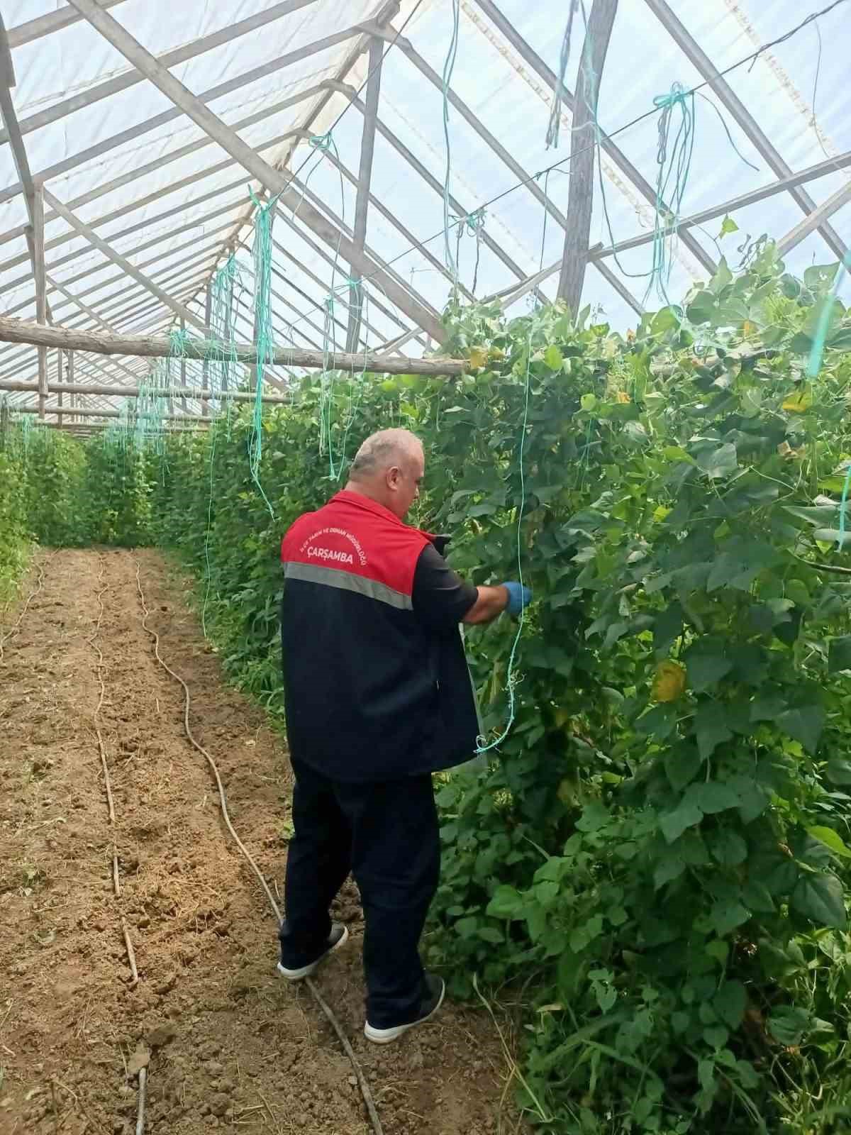 carsamba-da-hasat-oncesi-pestisit-denetimleri-suruyor