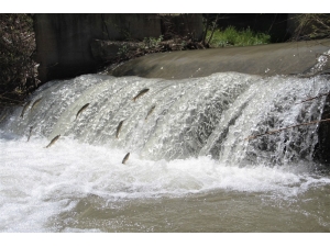 "Siraz"ın Akıntıya Karşı Göçü Başladı