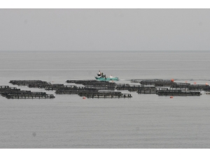 Ordu’da Üretilen Kültür Balıkları Rusya Ve Japonya’ya İhraç Ediliyor