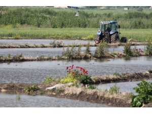 Çeltik Su İle Buluştu