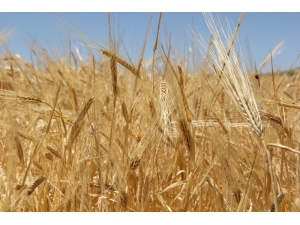 Hasat Sezonunun İlk Buğdayı Gtb’de İşlem Gördü