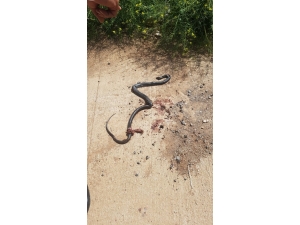 Mardin’de 3 Metrelik Yılan Paniği