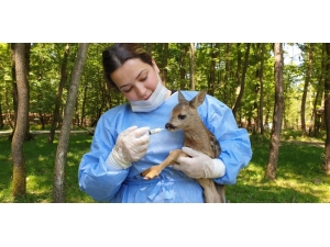 Yol Kenarında Bulunan Yavru Karacaya Ormanya Sahip Çıktı