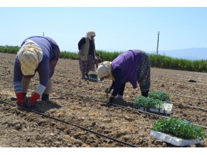 Manisa’da ’Kırmızı Altın’ Toprakla Buluştu