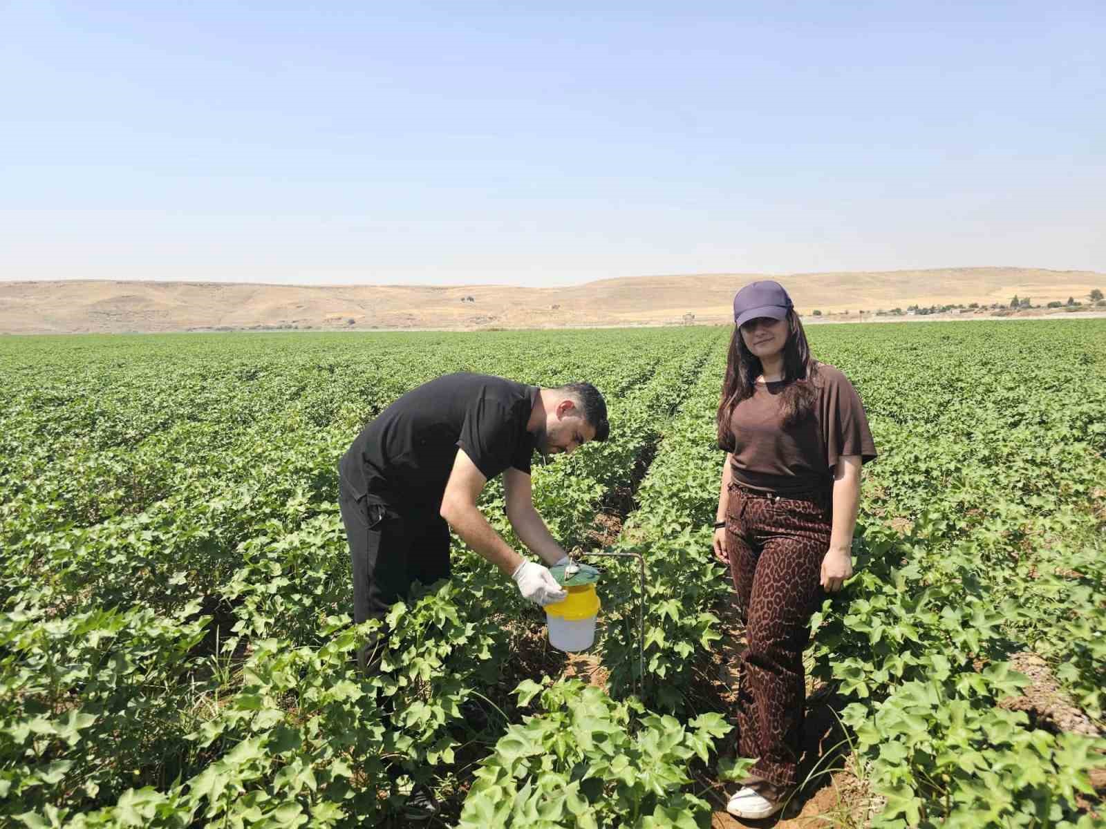 cizre-de-pamuk-tarlalarina-feromon-tuzakli-koruma