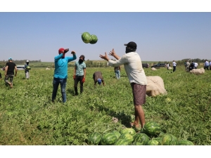 Adana, Yılda 1 Milyon Ton Karpuz Üretiyor