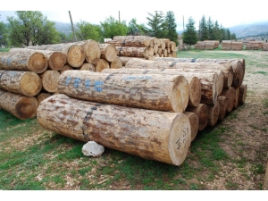 Gölyaka’da Bin 556 Metreküp Orman Emvali Satıldı