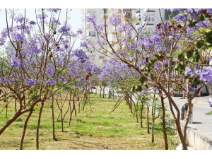 Mezitli’de Bahar Havası