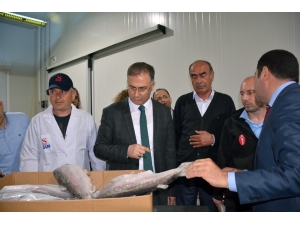 Sinop Valisi Şakalar Su Ürünleri Fabrikalarını Gezdi