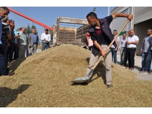Kızıltepe’de İlk Arpa Hasadı Başladı
